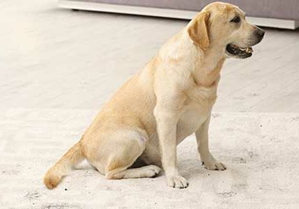 Dog with dirt tracked onto rug | Floor Systems